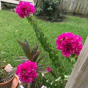 Meet your Posher, Rosa m